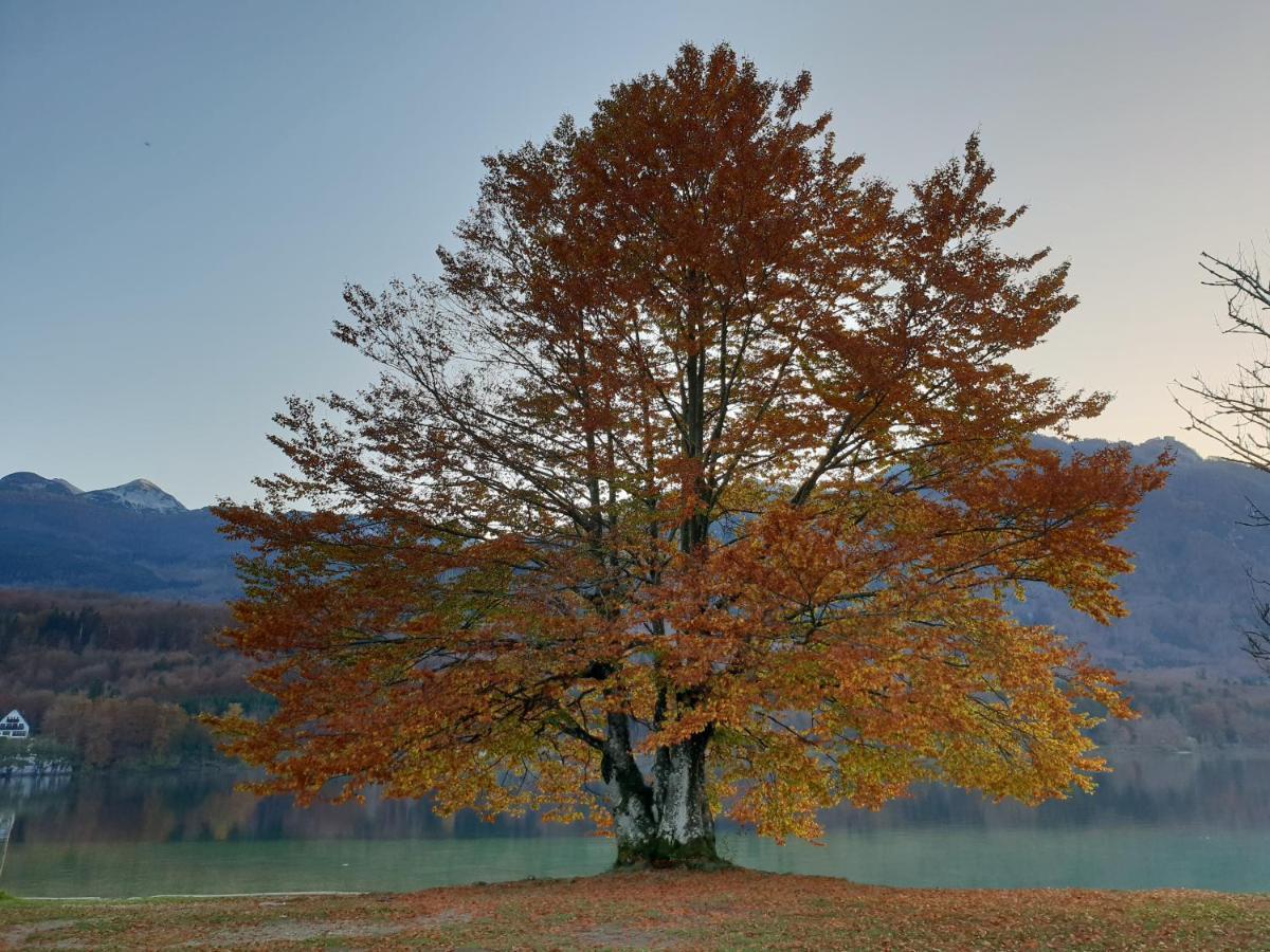 Apartments Vila Darja Bohinji-tó Kültér fotó
