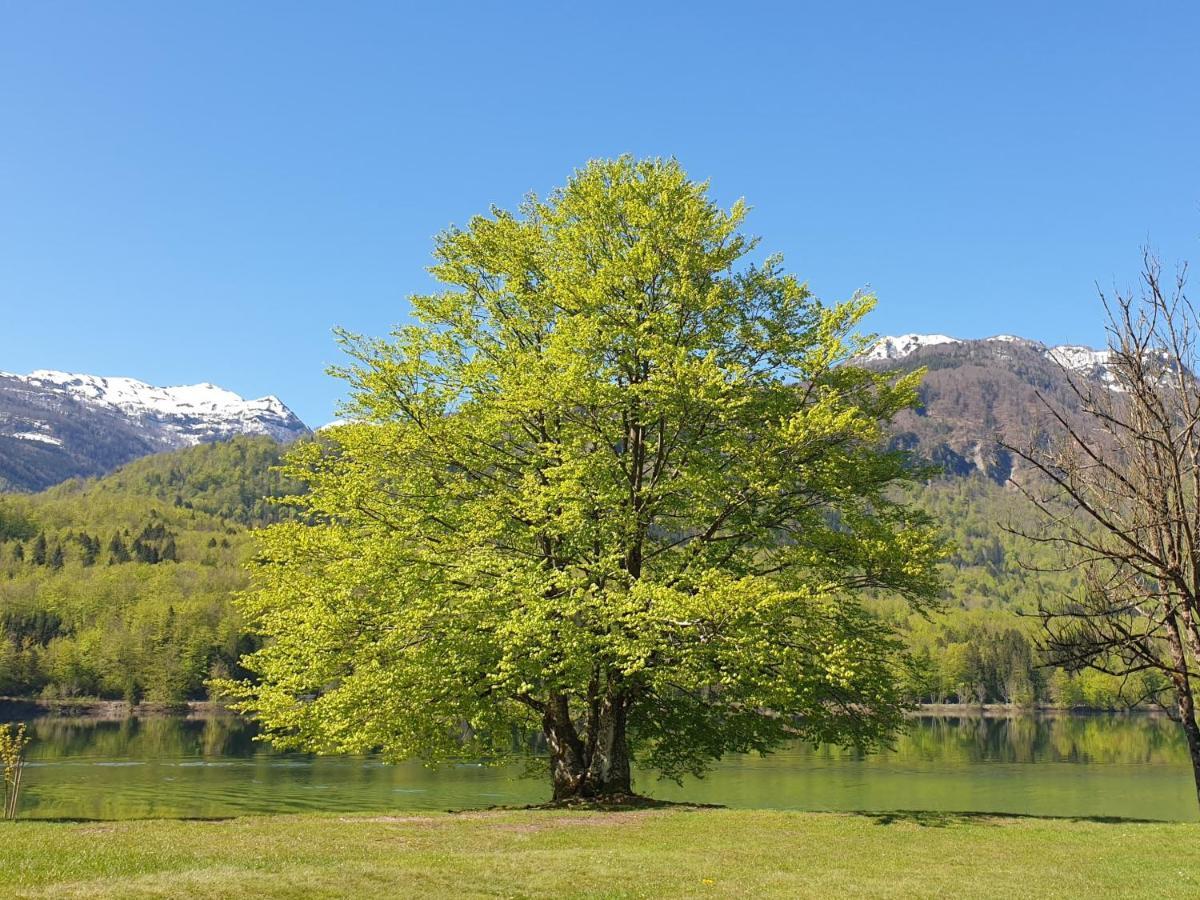 Apartments Vila Darja Bohinji-tó Kültér fotó